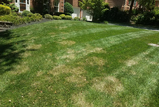 How to Fix Brown Spots in Your Texas Lawn
